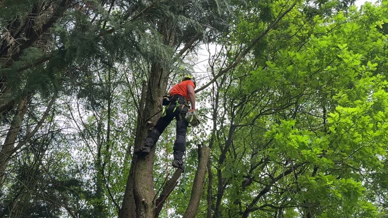 Best Tree Disease Treatment  in Edgewater, CO