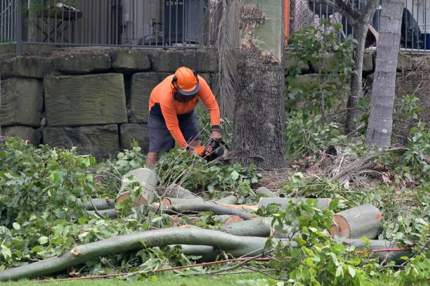 Edgewater, CO Tree Services Company